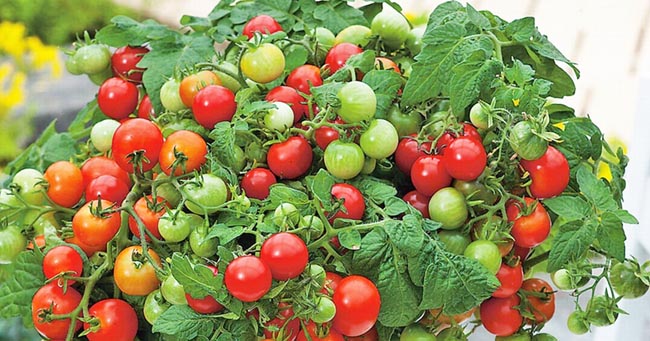 Bí quyết trồng cà chua đơn giản mà lại sai trĩu quả chỉ bằng ᴛhùng xốp